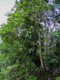 Artocarpus odoratissimus Marang, Terap